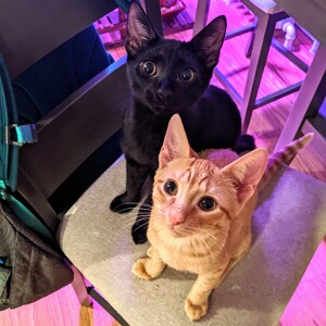 Fundraising Page: Kara Tassinari